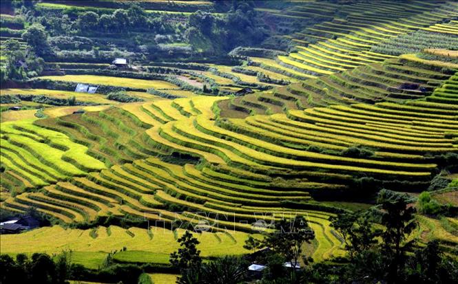 Mùa vàng trên Tả Lèng, Lai Châu