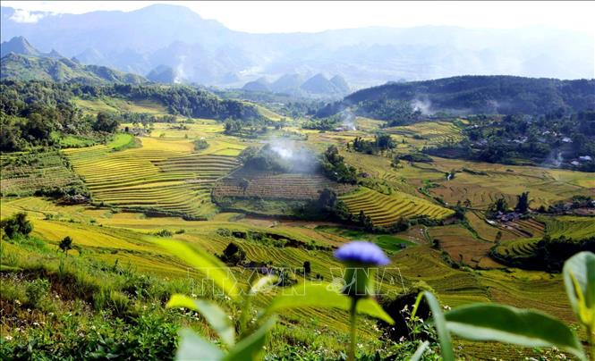 Mùa vàng trên Tả Lèng, Lai Châu