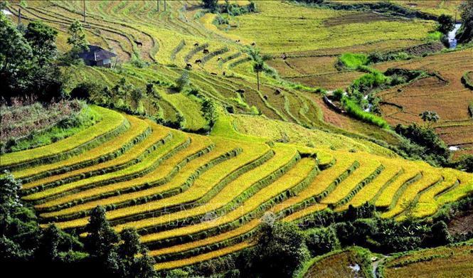 Mùa vàng trên Tả Lèng, Lai Châu