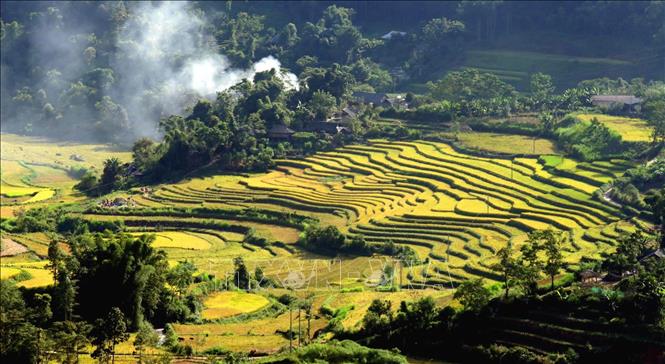 Mùa vàng trên Tả Lèng, Lai Châu