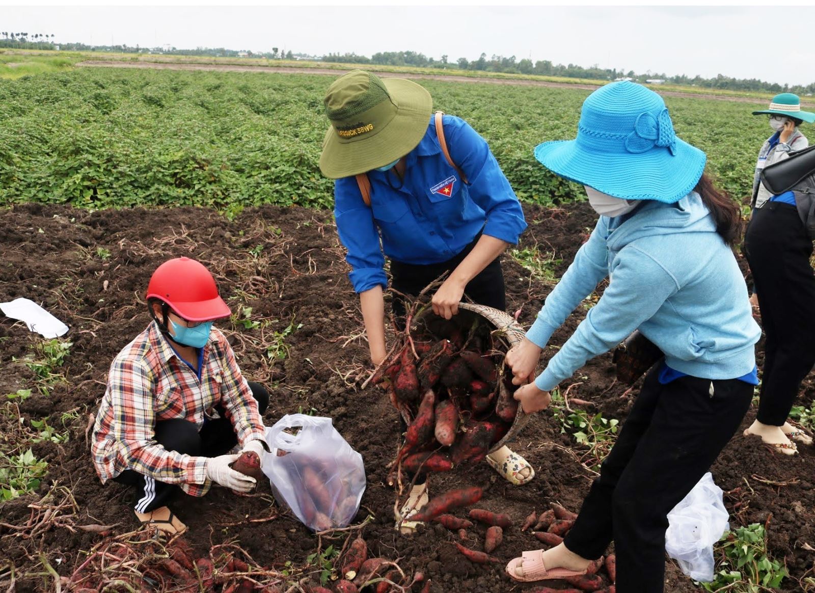 Thúc đẩy sản xuất, tiêu thụ và xuất khẩu nông sản trong bối cảnh phòng, chống dịch