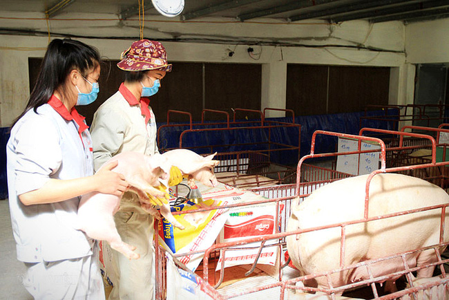 Nông nghiệp Hà Nội: Tăng tốc ngay trong tình hình bình thường mới, phục vụ thị trường cuối năm 2021
