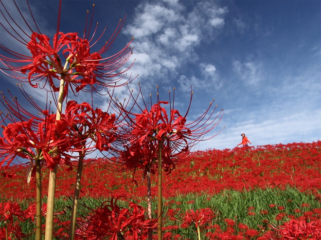 Cảnh sắc đẹp như tranh vẽ của mùa hoa bỉ ngạn nở đỏ rực trời Nhật Bản - Báo  An Giang Online