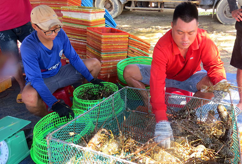 Phú Yên: Dân hối hả bắt tôm bán tránh mưa, bão, giá các loại tôm trong tình trạng "kẻ đi lên, người đi xuống"