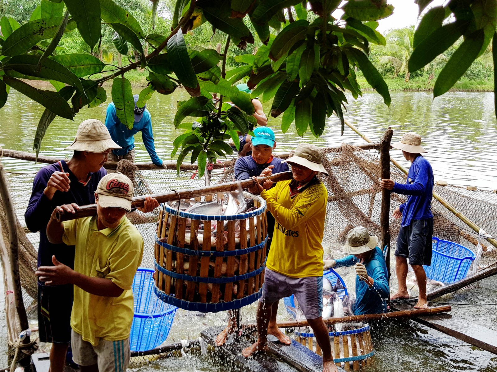 Thống nhất và tạo thuận lợi cho từng khâu trong chuỗi cá tra