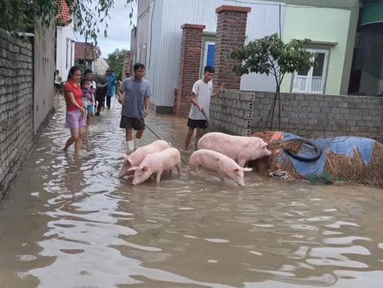Mưa lũ lớn, hơn 700 ngôi nhà bị ngập, sạt, 1 người bị nước cuốn mất tích
