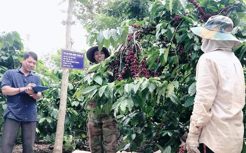 Công nhận vùng sản xuất cà-phê ứng dụng công nghệ cao đầu tiên ở Đắk Nông
