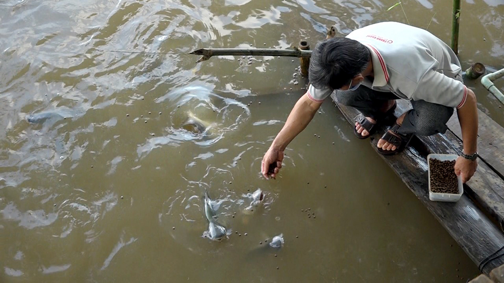 Đàn cá tự nhiên về sống tại kênh Lòng Hồ