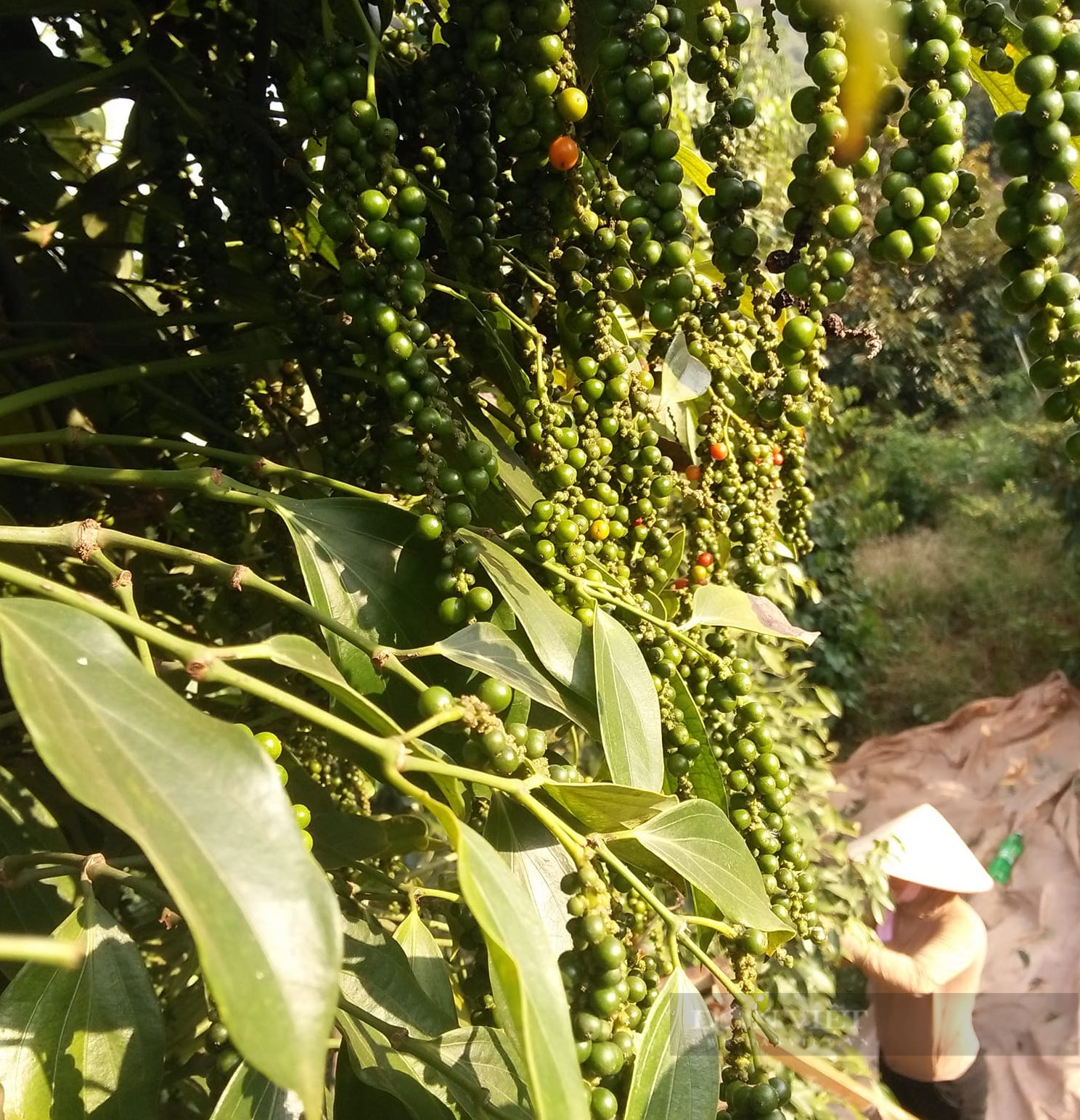 Giá tiêu hôm nay 29-9: Dự báo “sốc” về giá tiêu cuối năm, chuyên gia cảnh báo điều gì?