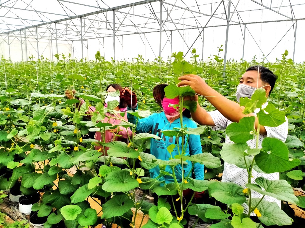 An Giang tăng cường bảo vệ “vùng xanh” để phát triển kinh tế