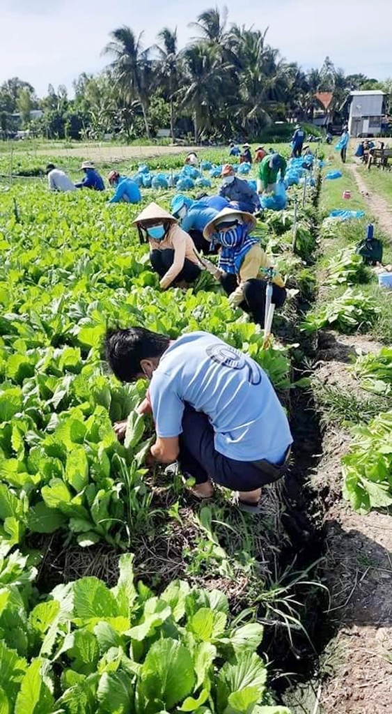 Chợ Mới hỗ trợ tiêu thụ nông sản, giúp dân vượt qua dịch COVID-19