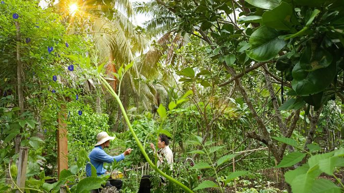 Cặp đôi Bến Tre 'bỏ phố về quê' làm nông trại đẹp như khu du lịch