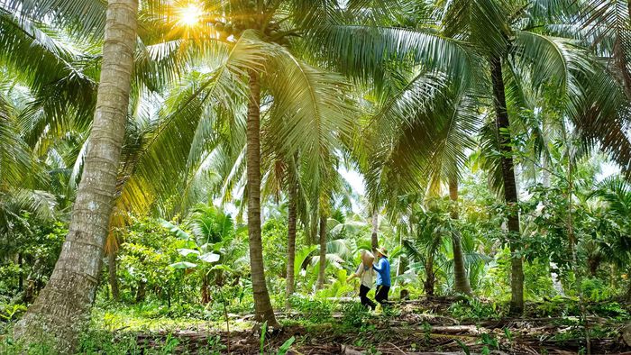 Cặp đôi Bến Tre 'bỏ phố về quê' làm nông trại đẹp như khu du lịch