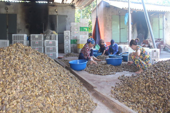 Nam Định: Cau tươi được giá, bán đắt như tôm tươi, người dân vui như Tết