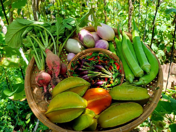 Cặp đôi Bến Tre 'bỏ phố về quê' làm nông trại đẹp như khu du lịch