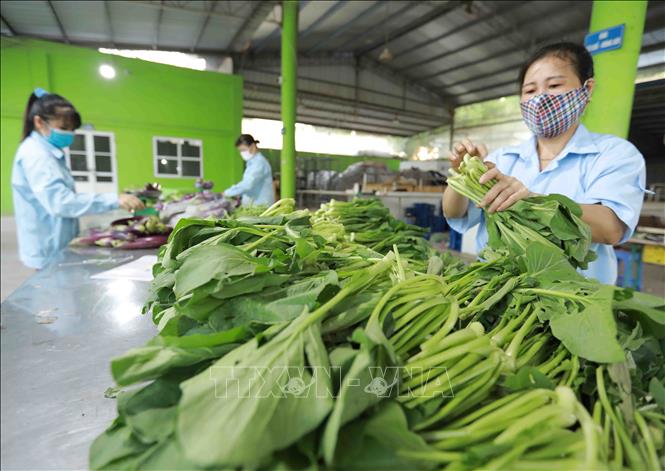 Mở lối ra cho nông sản của hợp tác xã