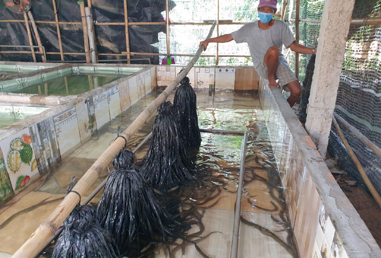 Nhân rộng mô hình nuôi lươn không bùn trong bể ximăng