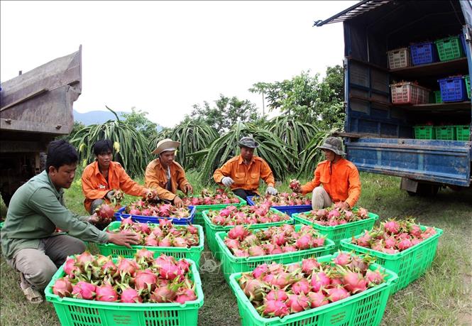 Thanh long Bình Thuận có 'giấy thông hành' vào thị trường khó tính