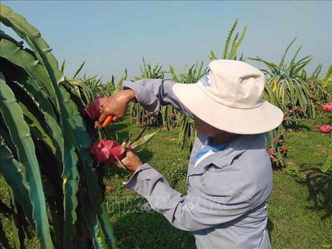 Thanh long Bình Thuận có 'giấy thông hành' vào thị trường khó tính