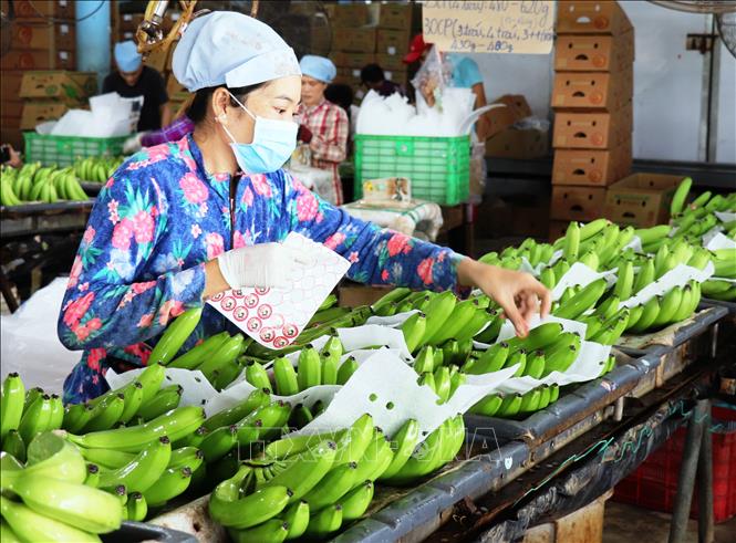Nga tăng nhập khẩu rau quả chế biến từ Việt Nam