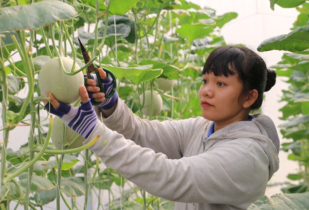 Ngành nông nghiệp duy trì sản xuất, thích ứng linh hoạt với đại dịch