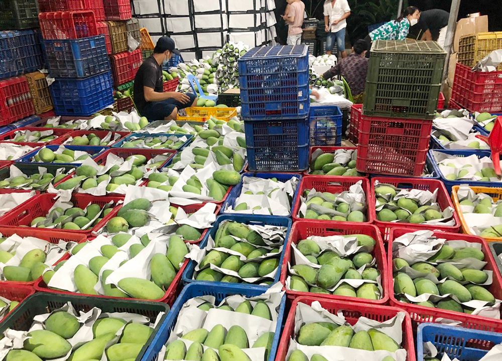 An Giang thành lập Ban Chỉ đạo phục hồi, phát triển kinh tế và an sinh xã hội