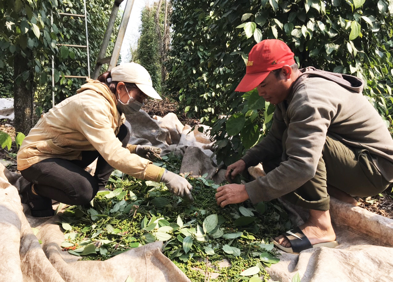 Giá tiêu hôm nay 15-10: Lên hơn 90.000 đồng/kg, "vua" tiêu dự đoán thị trường cuối năm có đột biến?