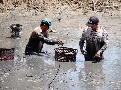 Hấp dẫn tát đìa bắt cá đồng nướng rơm ở miền Tây