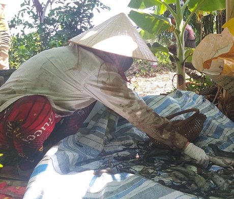 Hấp dẫn tát đìa bắt cá đồng nướng rơm ở miền Tây