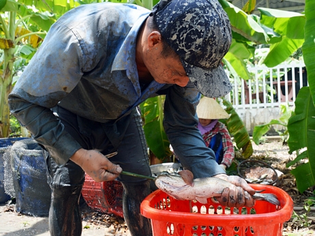 Hấp dẫn tát đìa bắt cá đồng nướng rơm ở miền Tây
