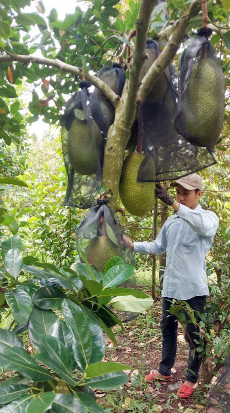 Gỡ vướng cho... trái cây