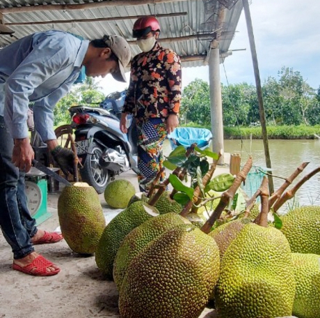 Gỡ vướng cho... trái cây