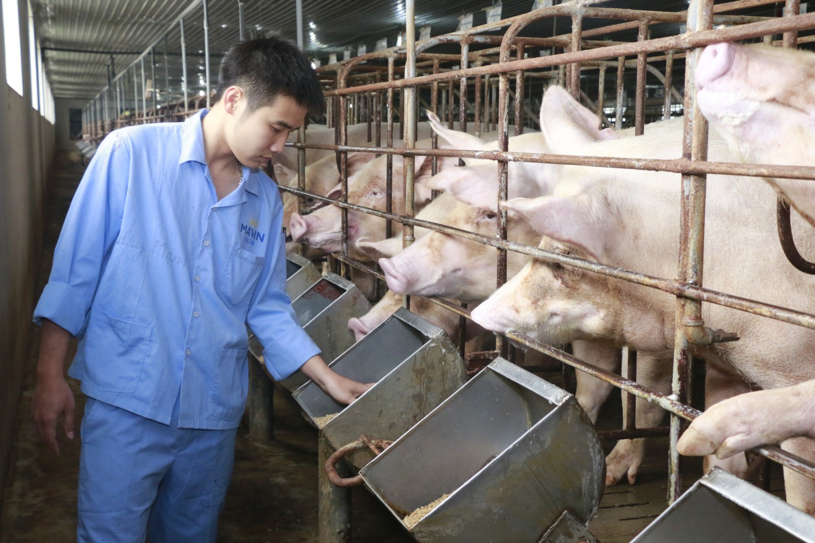 Tại sao Mỹ nói Việt Nam là cường quốc nhập khẩu ngô?