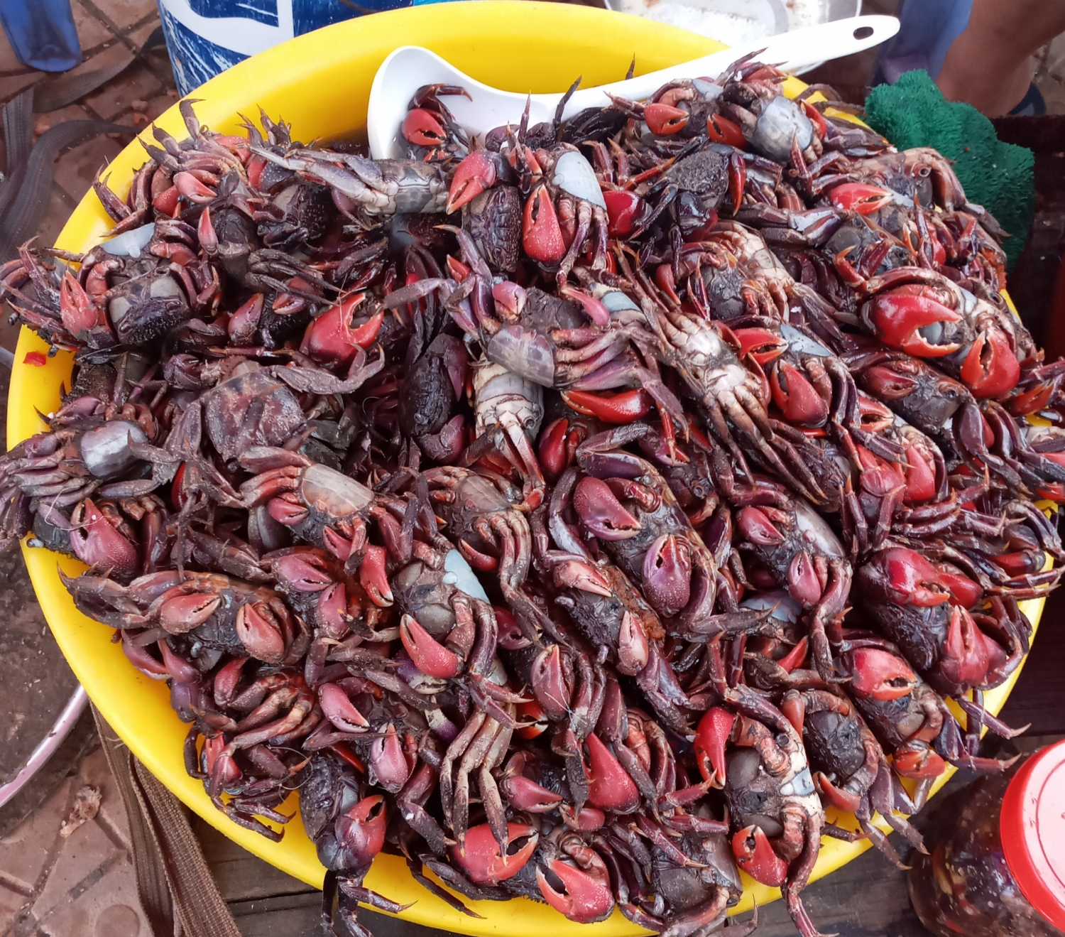 Nhớ mùa ba khía hội