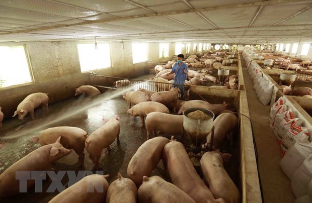 Dự báo giá lợn hơi xuất chuống thời gian tới sẽ tiếp tục tăng