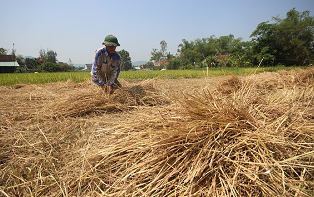 Tiềm năng từ phụ phẩm cây lúa