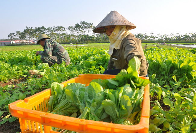 Thúc đẩy đổi mới sáng tạo - Hướng tới một nền nông nghiệp xanh