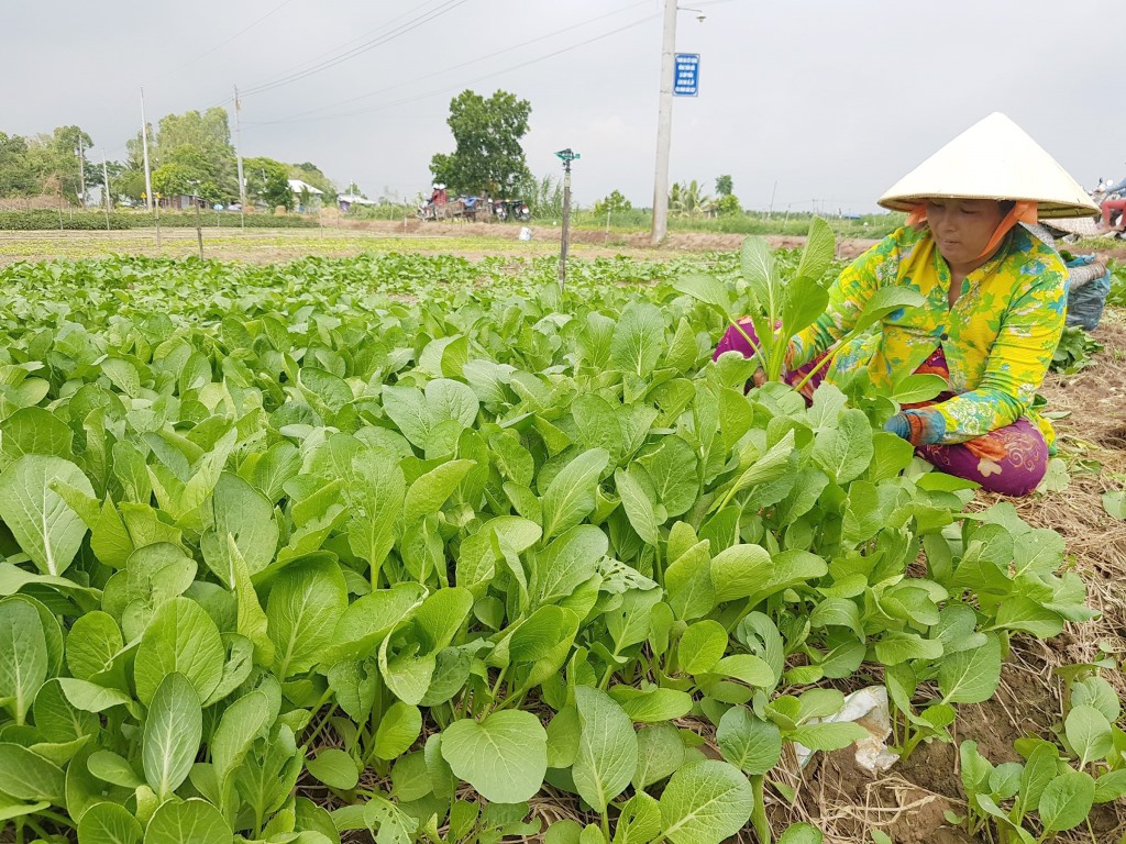 Chợ Mới nỗ lực hoàn thành nhiệm vụ chính trị