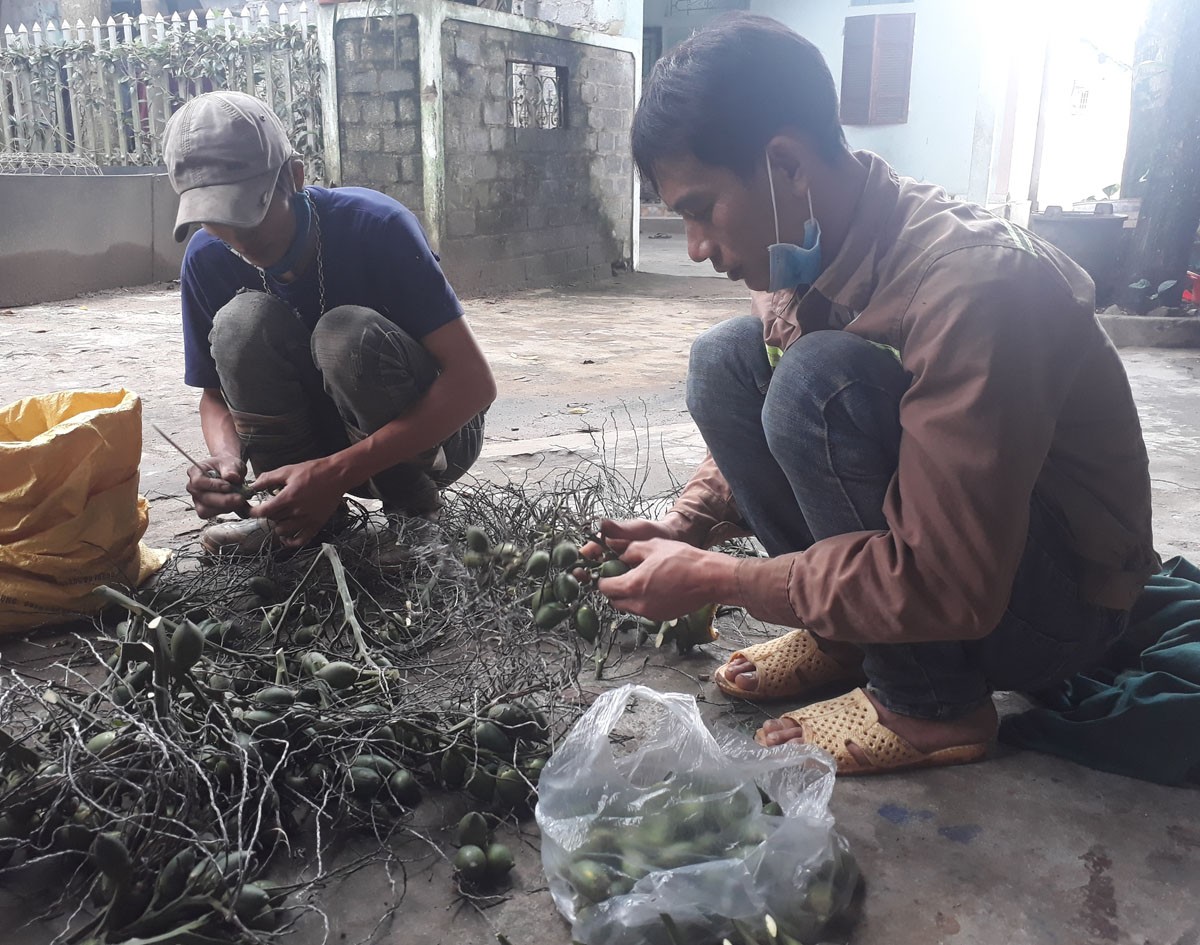 Lào Cai: Giá cau tươi tăng cao chưa từng có, nông dân bán cau tươi đắt hơn giá lợn hơi