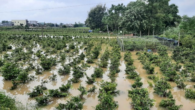 Bình Định: Trồng mai vàng bán tết, nông dân hò nhau hối hả đưa cây đi chạy lũ