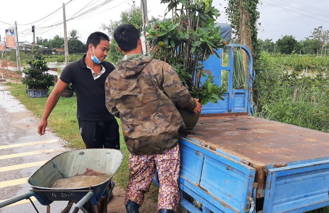 Bình Định: Trồng mai vàng bán tết, nông dân hò nhau hối hả đưa cây đi chạy lũ
