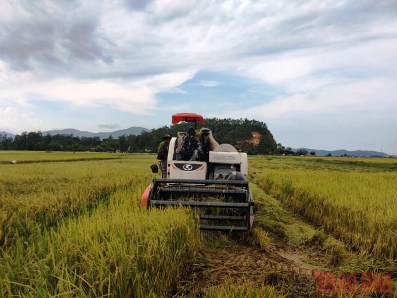 Giống tốt cho vụ đông xuân 2021-2022