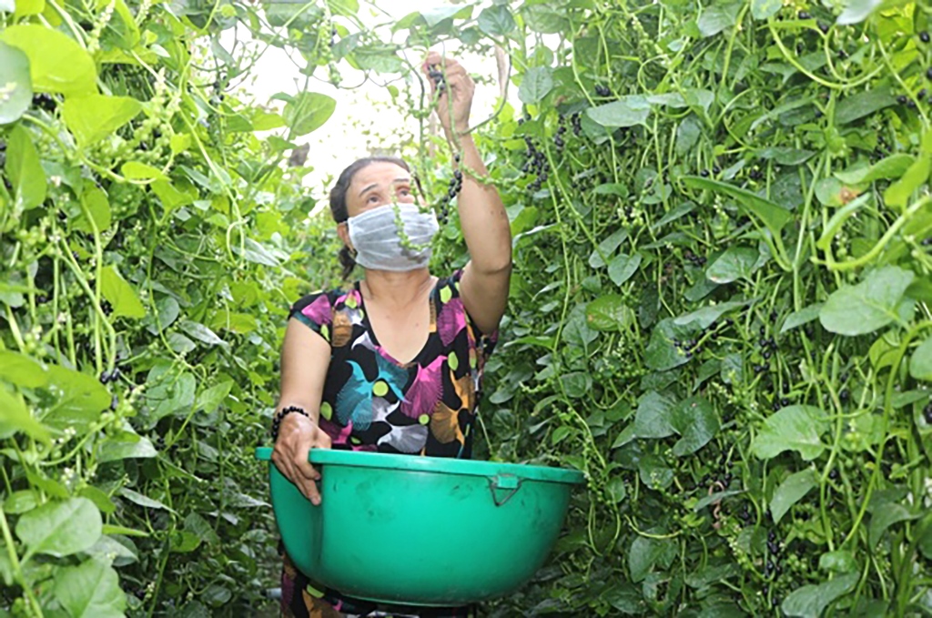 Châu Thành nỗ lực giảm nghèo bền vững
