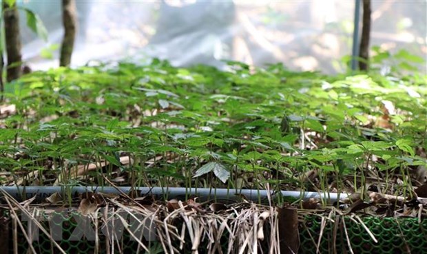 Những mầm sâm xanh quý giá vươn mình trên đỉnh Ngọc Linh