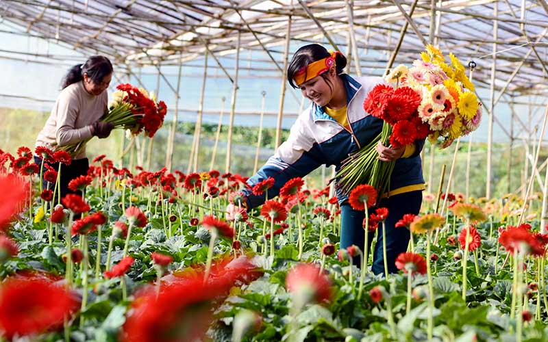 Tập trung phục hồi sản xuất nông nghiệp