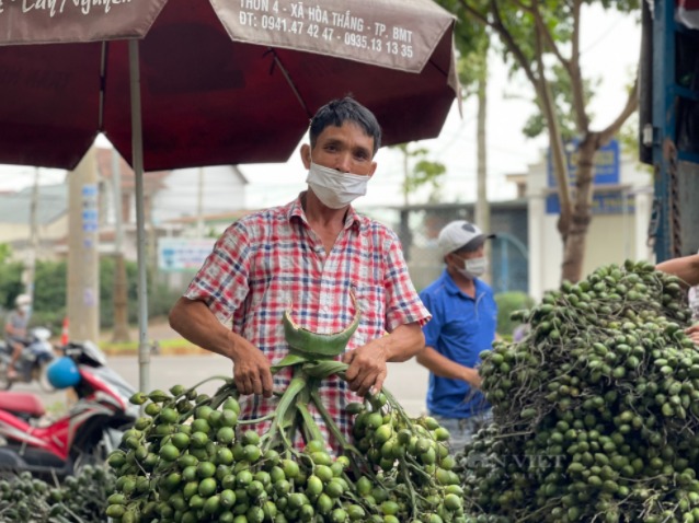 Đắk Lắk: "Cả làng" đổ xô đi trồng loại cây không cành này vì giá bán trái tươi tăng cao "tới nóc"