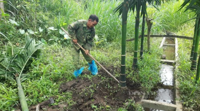 Đắk Lắk: "Cả làng" đổ xô đi trồng loại cây không cành này vì giá bán trái tươi tăng cao "tới nóc"