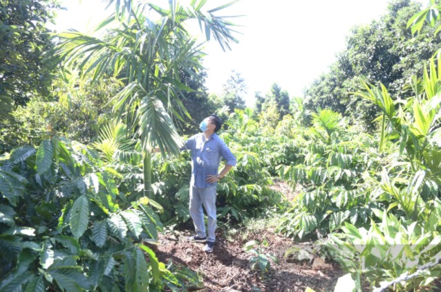 Đắk Lắk: "Cả làng" đổ xô đi trồng loại cây không cành này vì giá bán trái tươi tăng cao "tới nóc"