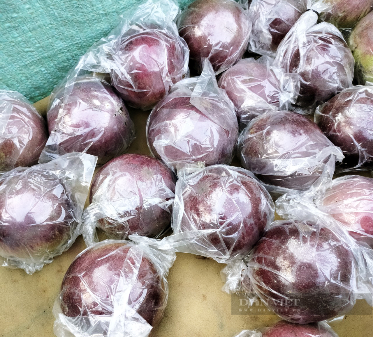 Sóc Trăng: Thứ trái đặc sản xanh cắn chát xít, chín ăn ngọt lừ, nông dân bắt tay nhau bán sang Mỹ