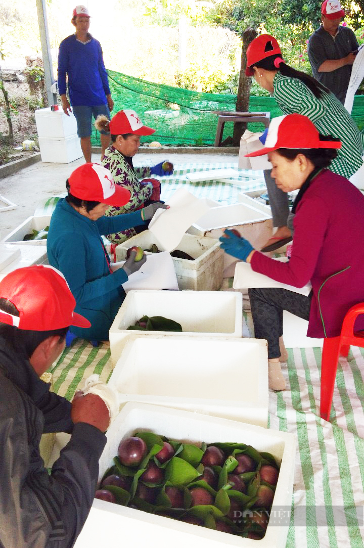 Sóc Trăng: Thứ trái đặc sản xanh cắn chát xít, chín ăn ngọt lừ, nông dân bắt tay nhau bán sang Mỹ